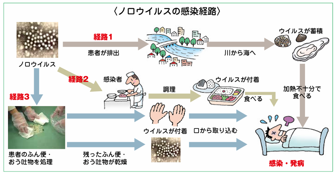 ノロウイルスの感染経路